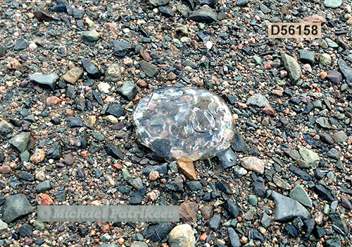 Moon Jellyfish (Aurelia aurita)